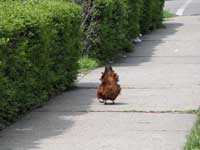 The chicken, when I first saw her in the middle of the sidewalk.