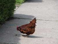 The chicken is staring at something on the sidewalk.  Do we have a cannibal on our hands?