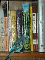 My budgie Pasha is sitting on a shelf next to some dinosaur books.  He always enjoys a good book.