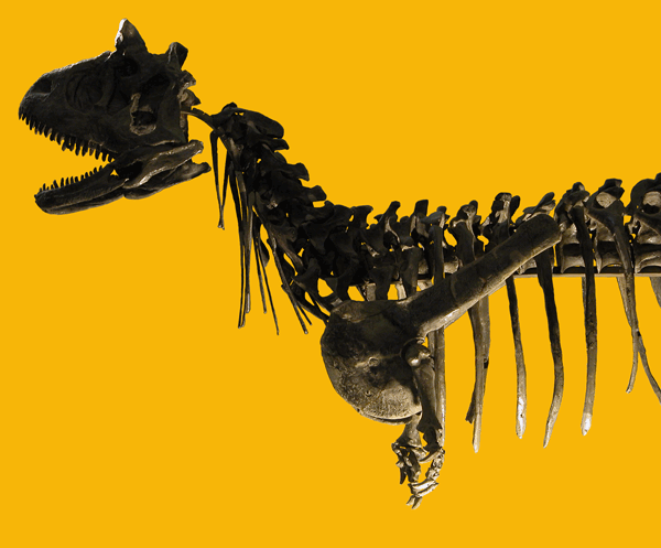 Skeleton of Carnotaurus sastrei