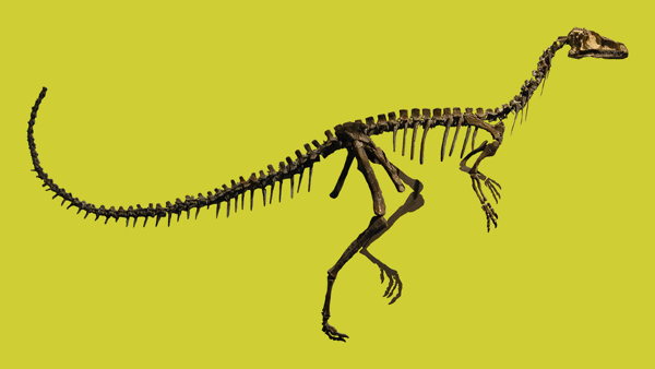 Skeleton of Eoraptor lunensis