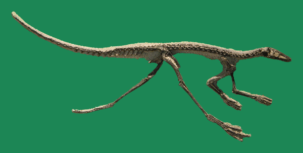 Skeleton of Lagosuchus talampayensis (nomen dubium)