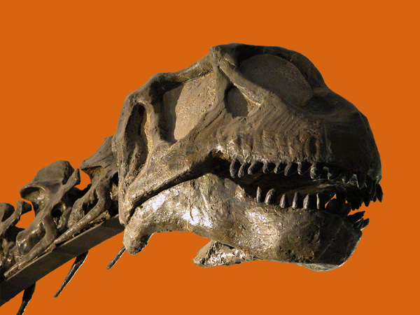 Skull and neck of Patagosaurus fariasi