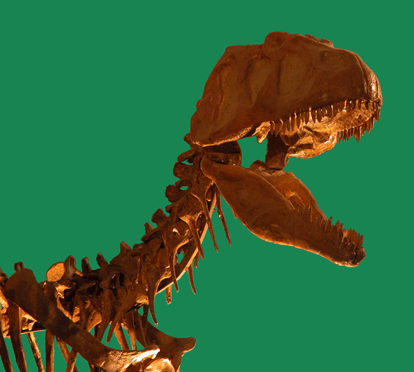 Skeleton of Piatnitzkysaurus floresi