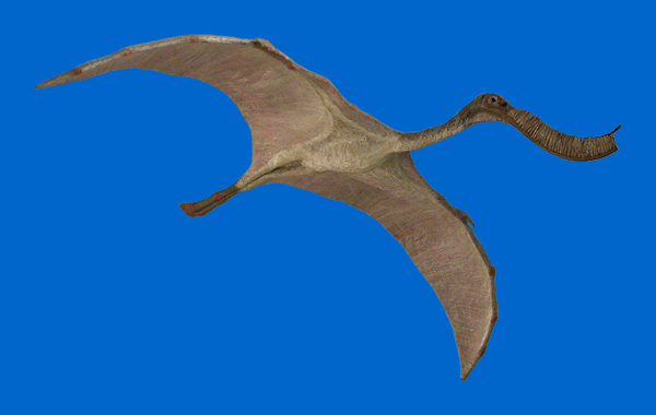 Reconstruction of Pterodaustro guinazui